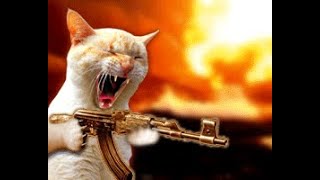 Cat with AK47 [upl. by Leohcin395]