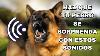 23 Ladridos de Perros Sorprendentes Para Hacer Que Tu Perro Reaccione [upl. by Coady590]