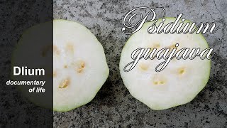 Common guava Psidium guajava  part 3 [upl. by Schapira]