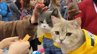 Celebrity Cats Attend the World’s Largest Cat Conference [upl. by Anatak]