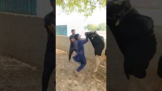 shorts youtubeshorts enjoyvillagelife cow bull vaccine farm bigcow medicine viral [upl. by Seigler]