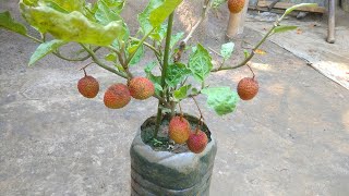 Growing Lychee Plant with Plastic Container [upl. by Fabrienne871]