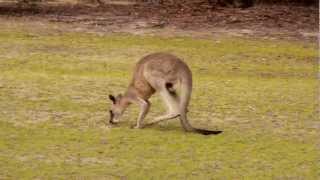 Eastern Grey Kangaroos Macropus giganteus in Girraween National Park 2 [upl. by Oren]