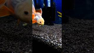 🐡🫛 music song fish goldfish aquarium shorts food feedshorts [upl. by Atwater]