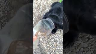 Saved a young bear from a plastic container [upl. by Issirk]