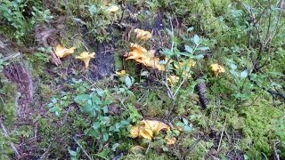 Belle cueillette de Chanterelles en Savoie [upl. by Assilana]