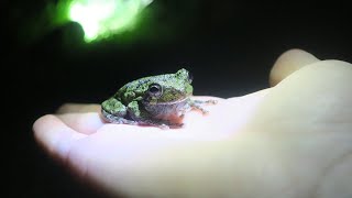 Gray Tree Frog Mating Call [upl. by Addia]