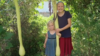 GIANT Zucchino Rampicante Squash  Winter Squash Uses [upl. by Nomma]