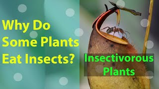 Why do some plants eat insects  insectivorous plants [upl. by Atibat]