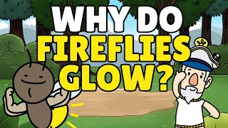 Why Do Fireflies Glow  How Do Fireflies Glow  Bioluminescence [upl. by Engis]