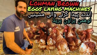 Lohman Brown chicks eggs amp details lohmanbrown chicks eggs hen pakistan india lahorehatching [upl. by Oletha]