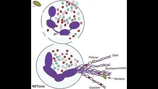 L34 Neutrophil Extracellular Trap NETs NETosis Understanding the Mechanisms Behind NETs [upl. by Klenk735]