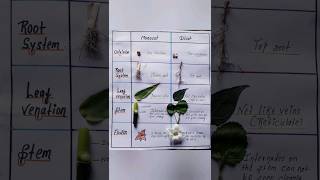 Identification of monocot and dicot plants easy shorts [upl. by Marshall5]