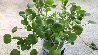 Growing Watercress Indoors  NonCirculating Hydroponic Kratky Method [upl. by Siri]