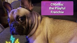 The Playful French Bulldog [upl. by Alesi]