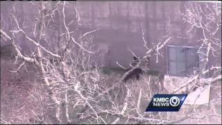 Fallen tree enables chimp escape at KC Zoo [upl. by Akehsyt]