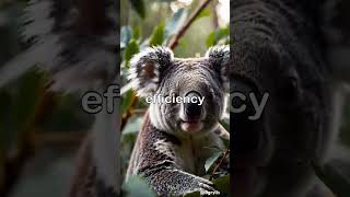 Fun fact  Koalas Fingerprints funfacts youtubeshorts shortvideo reels instagram trending [upl. by Eerb207]