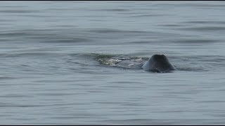 NEW FOR BELGIUM Bowhead Whale  Balaena mysticetus  Groenlandse walvis  Middelkerke  142017 [upl. by Thorncombe]