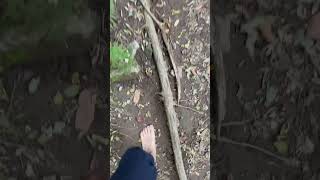 Earthing No12 Daemosan20241027 earthing hiking 대모산 barefoot seoul foot [upl. by Oironoh]