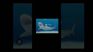 Cretodus Carissdens vs Kronosaurus shorts shortvideo cretoduscarissdens sharks kronosaurus [upl. by Jo-Ann596]