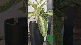 Agloenema Rubber Plant and Dieffenbachia tropicalplants agloenema dieffenbachia trending [upl. by Josefa974]