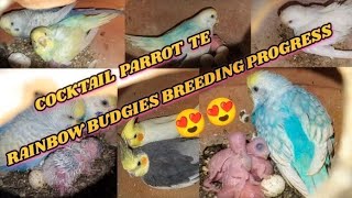 rainbowspengal budgies crossbreeding de bacche dekho jaldi sath hi cocktaiel di breeding dikhai hai [upl. by Monahan]