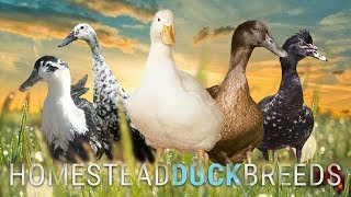 Which DUCK BREED is RIGHT for YOUR HOMESTEAD  Big Pond Farm The Hollar Homestead Wholesome Roots [upl. by Nylaf266]