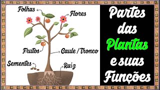 Aprendendo as partes das PLANTAS e suas funções  Raízes Folhas Caule Flores Frutos e Sementes [upl. by Dewain]