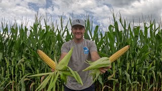 Non GMO v GMO Corn UPDATE [upl. by Ateuqirne]