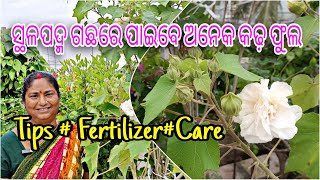 ସ୍ଥଳପଦ୍ମ ଗଛରେ ପାଇବେ ଅନେକ କଢ଼ ଫୁଲ Land lotus  Tips  Fertilizer Care Detail in Odia [upl. by Ecirpac]