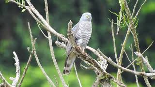 Chondrohierax uncinatus Gaviãocaracoleiro em São Vicente Ferrer PE  Hook billed kite [upl. by Laird]