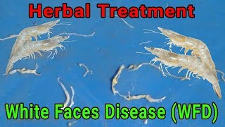 White Feces Disease WFD treatment in Shrimp culture vannamei farming [upl. by Duj978]