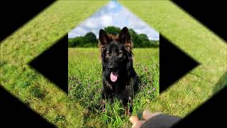 Fährtenarbeit IGP Sport Training Deutscher Schäferhund German Shepherd [upl. by Kironde]