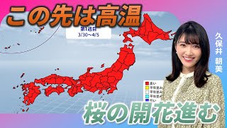 この先は桜の開花が進む暖かさ 久保井朝美がお伝えします [upl. by Wolliw]