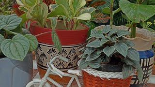 peperomia obtusifolia how to care tips and tricks 🌿👌 [upl. by Notnef]