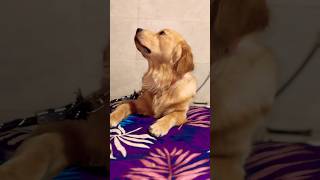 🪔HAPPY DIWALI 🪔bruzzo trending goldenretriever viralvideo cute dog shorts doglover funny [upl. by Naillil265]