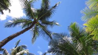 Halekulani Hotel Pool side 07 2016 MVI 6259 [upl. by Nnyl]