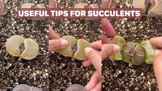 Useful Tips for Your Succulents  Part 16  多肉植物  다육이들  Suculentas [upl. by Onaicnop]