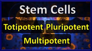 Stem Cells  Totipotent VS Pluripotent VS Multipotent Stem Cells [upl. by Myrt942]