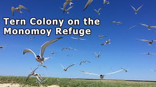 Tern Colony on the Monomoy National Wildlife Refuge [upl. by Nahtiek]