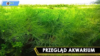 Przegląd Akwarium 15L [upl. by Nolram608]