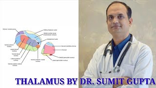 THALAMUS  An Overview [upl. by Caitrin373]