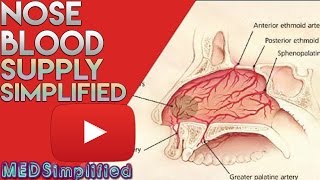 Nose Anatomy Nasal Blood Supply [upl. by Folberth455]