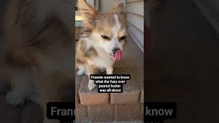 Frannies firsttime taste peanutbutter frannielife chihuahua cutedog funnypuppy puppylove [upl. by Weintrob]