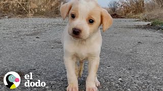 Cachorro encontrado con basura no dejaría de temblar  El Dodo [upl. by Aelahc154]