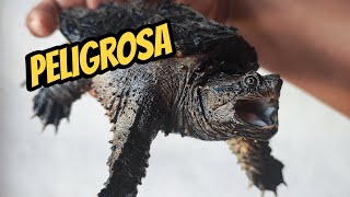 Actualización Tortuga Lagarto Mexicana  Mi tortuga más agresiva  Termina mal [upl. by Dougald263]