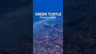 Green Turtle on MARS Blocks tamanlautpandanan scubadiving coralreef [upl. by Ylehsa]