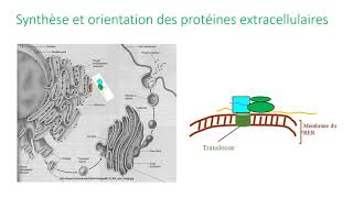 Maturation et adressage des protéines dans la cellule [upl. by Drofyar862]