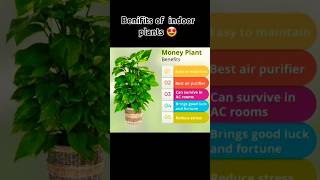 Benifits of indoor plants 🤩indoorplants plants garden shortsfeed trending ytshortsvideo [upl. by Eunice218]