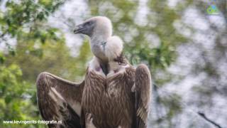 Diavoorstelling Tierpark Dierenpark Nordhorn [upl. by Nolitta]